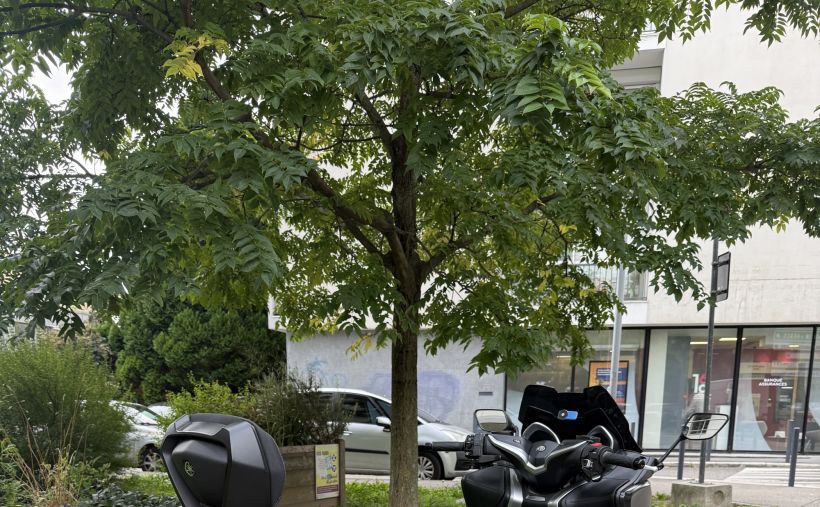YAMAHA XP T-MAX 530 SX 2