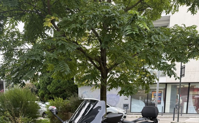 YAMAHA XP T-MAX 530 SX 5